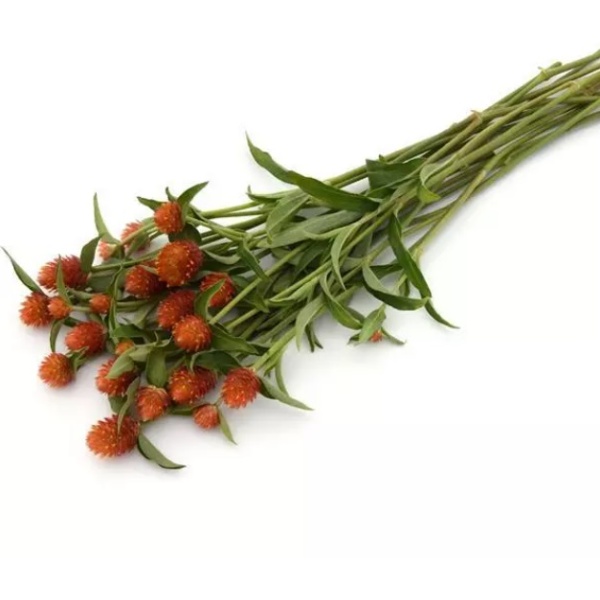 Gomphrena haageana QIS Series Orange 20 semien